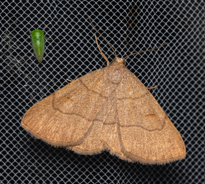 Paracolax tristalis - sárgás karcsúbagoly