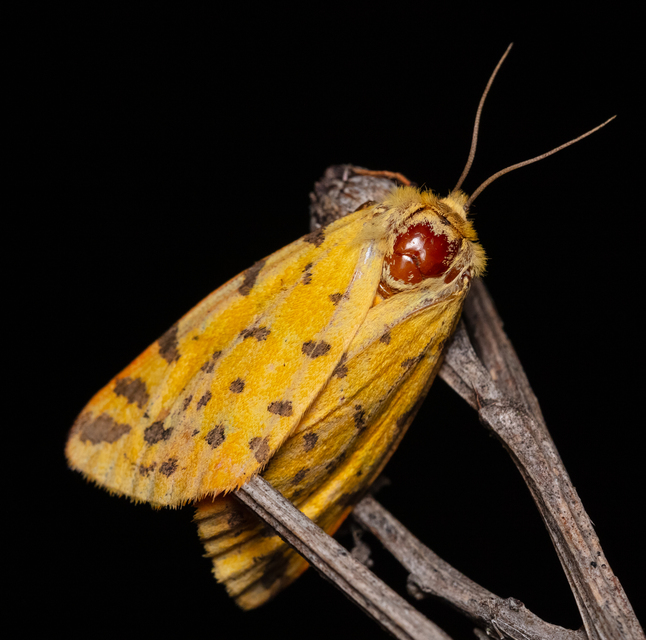 Rhyparia purpurata - bíborszínű medvelepke