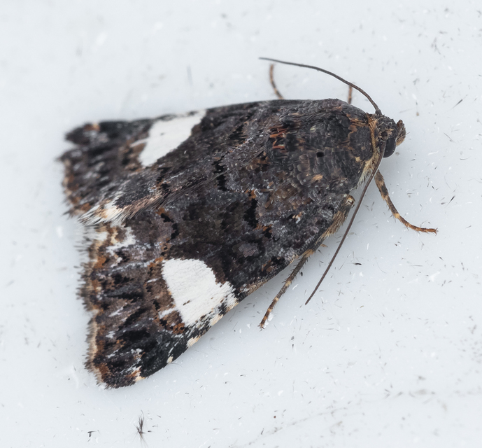 Tyta luctuosa - fekete nappalibagoly