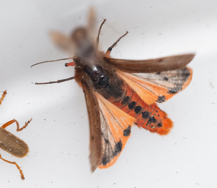 Phragmatobia fuliginosa - füstös medvelepke