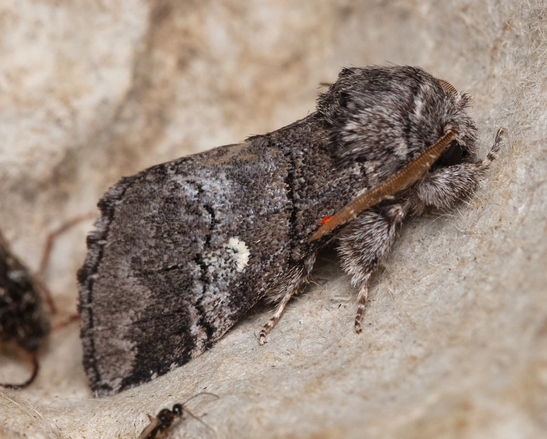 Drymonia querna - tölgyfa-púposszövő