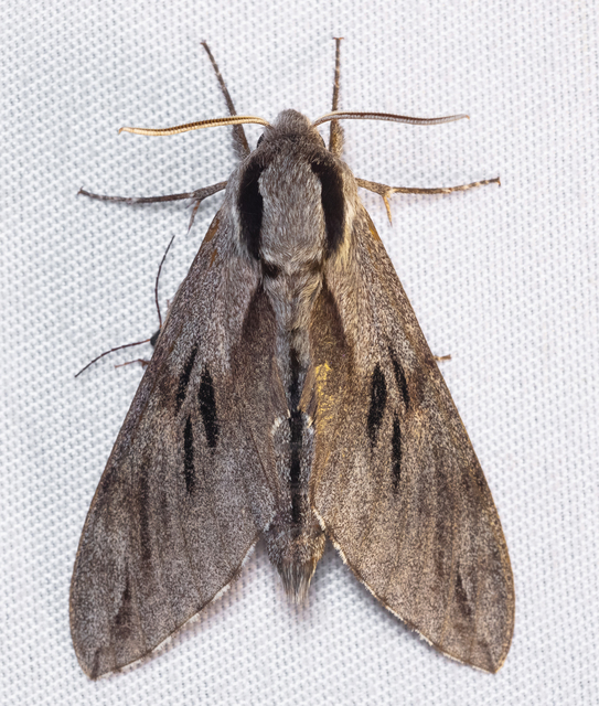 Hyloicus pinastri - fenyőszender