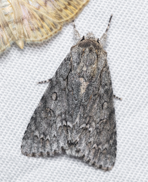 Acronicta aceris - vadgesztenye-szigonyosbagoly