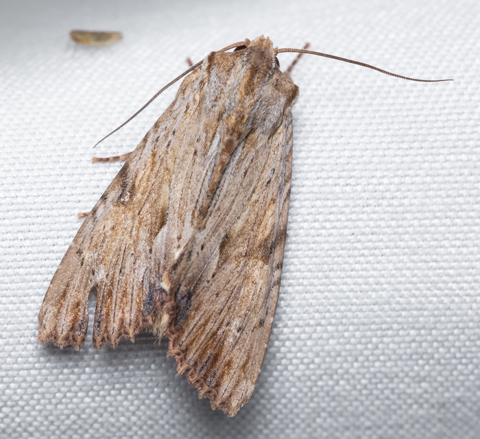 Apamea lithoxylaea - fakó dudvabagoly