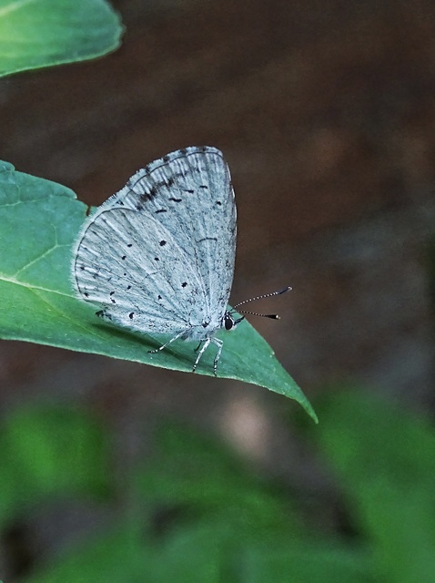 Celastrina argiolus - bengeboglárka