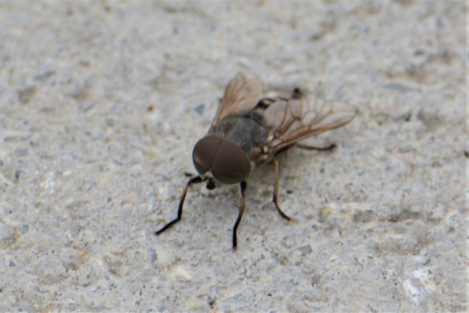 Tabanus
