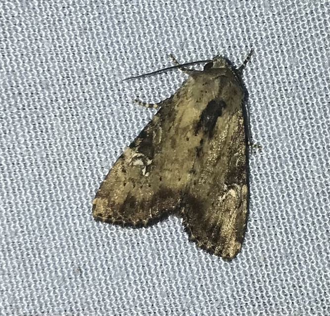 Loscopia scolopacina - csinos dudvabagoly