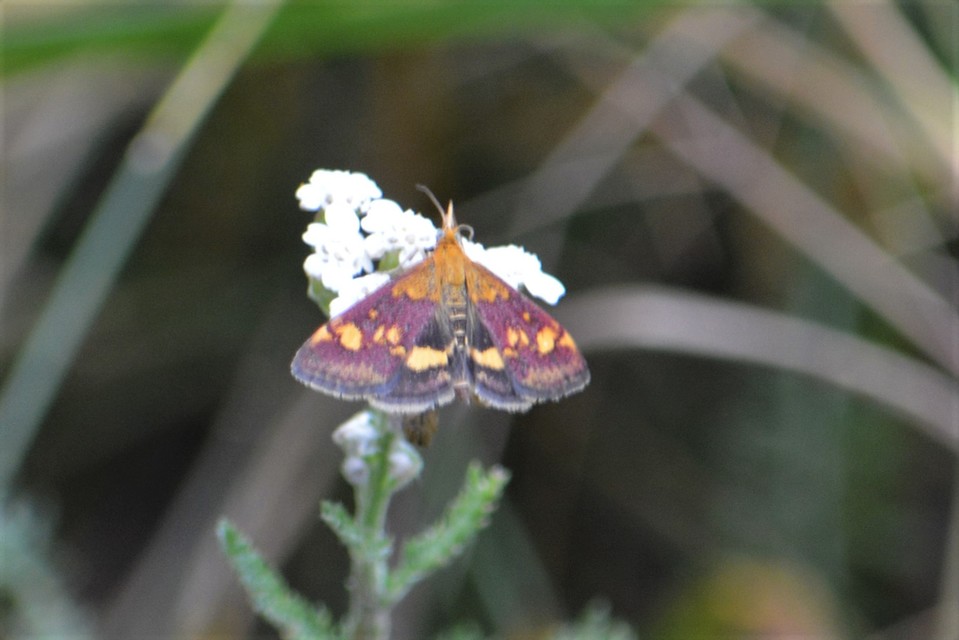 Pyrausta aurata - aranyló bíbormoly