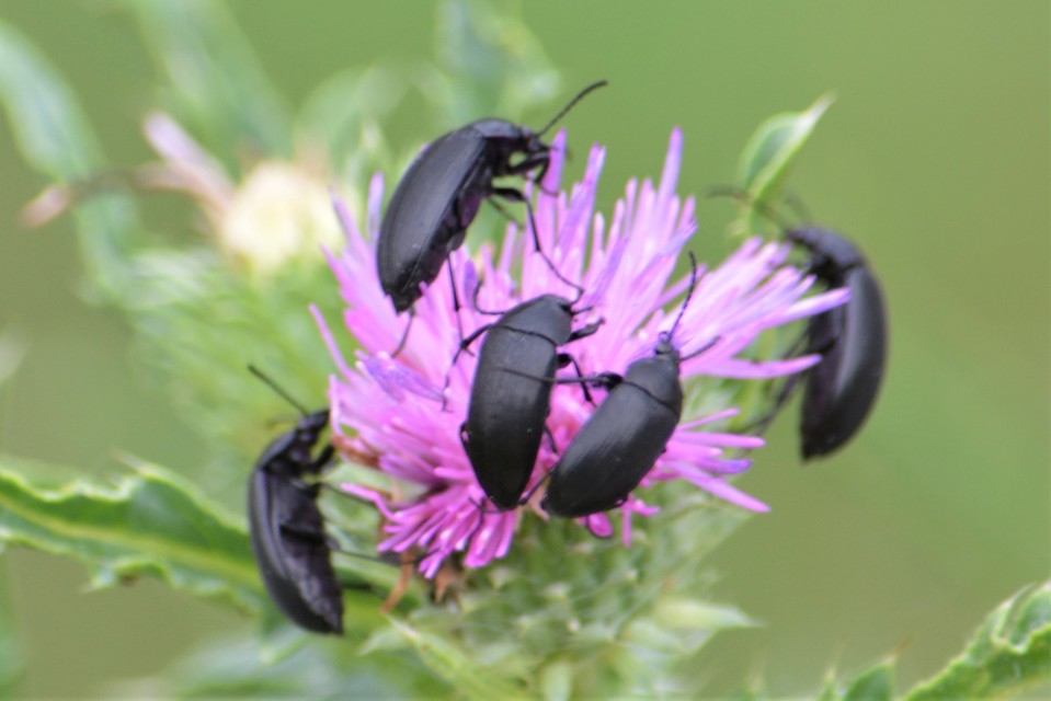 Podonta nigrita - szerecsenbogár