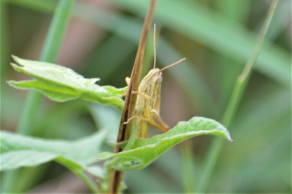 Euchorthippus declivus - rövidszárnyú rétisáska