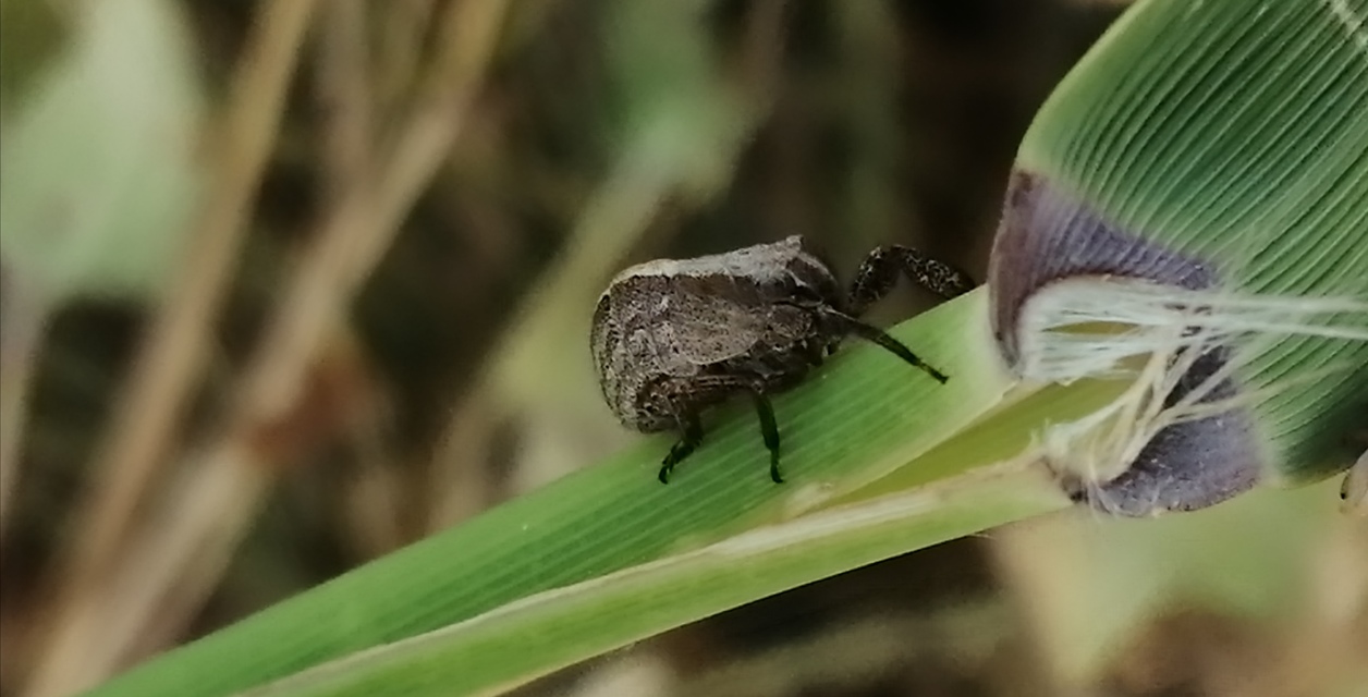 Caliscelis wallengreni