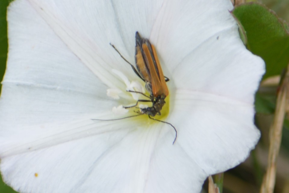 Oedemera femorata - sárgahátú álcincér
