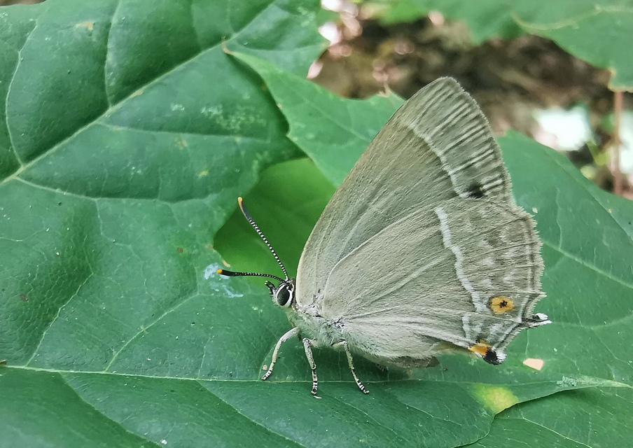 Neozephyrus quercus - tölgyfalepke