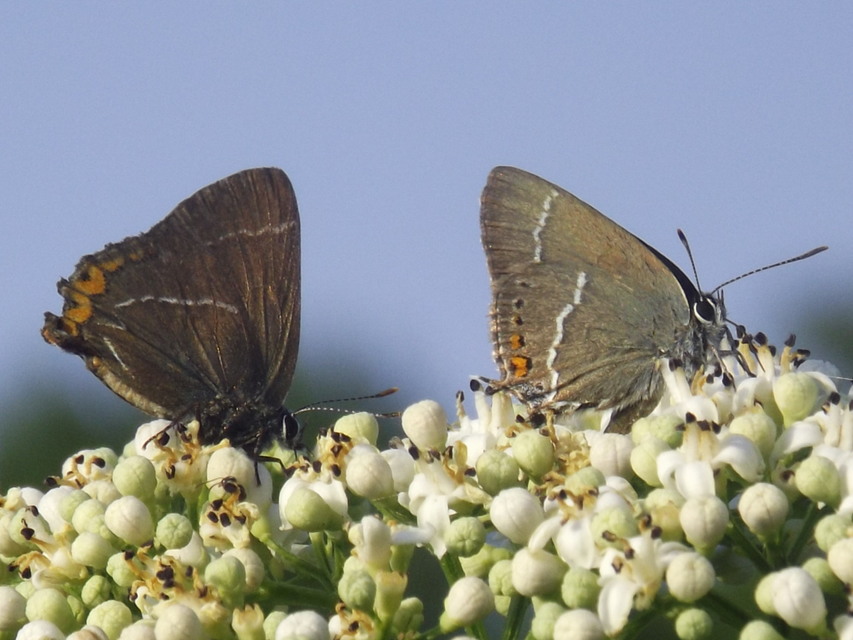 Satyrium w-album - szilfa-csücsköslepke