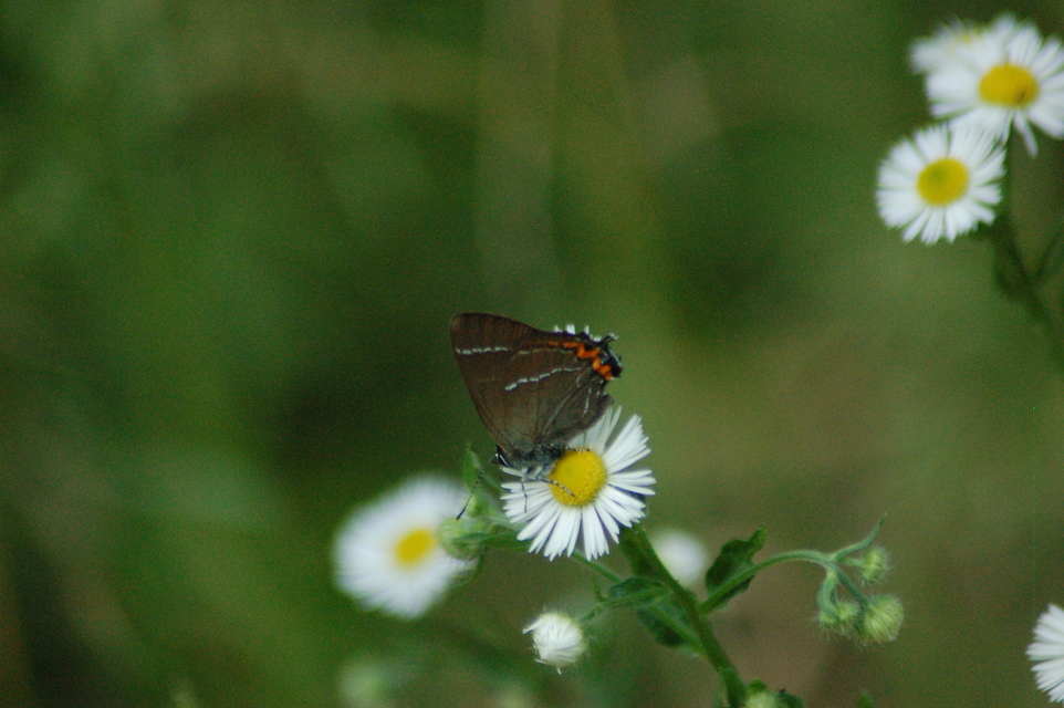 Satyrium w-album - szilfa-csücsköslepke