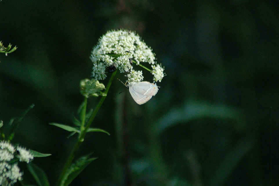 Neozephyrus quercus - tölgyfalepke