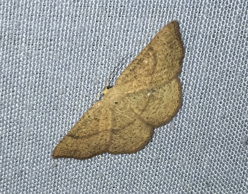 Cyclophora ruficiliaria - vörösrojtú pettyesaraszoló