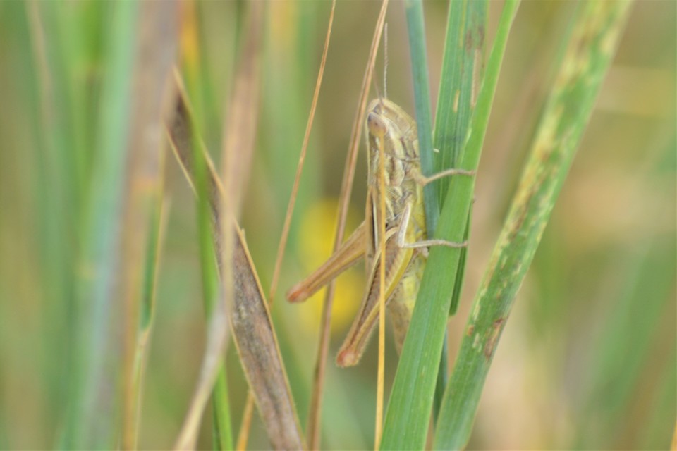 Euchorthippus declivus - rövidszárnyú rétisáska