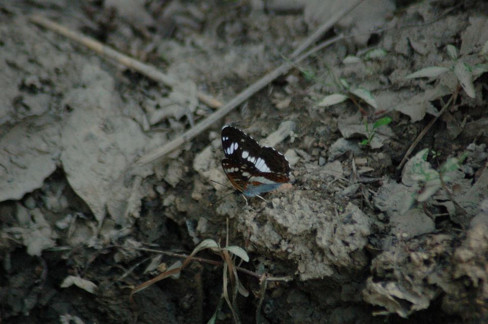 Limenitis camilla - kis lonclepke