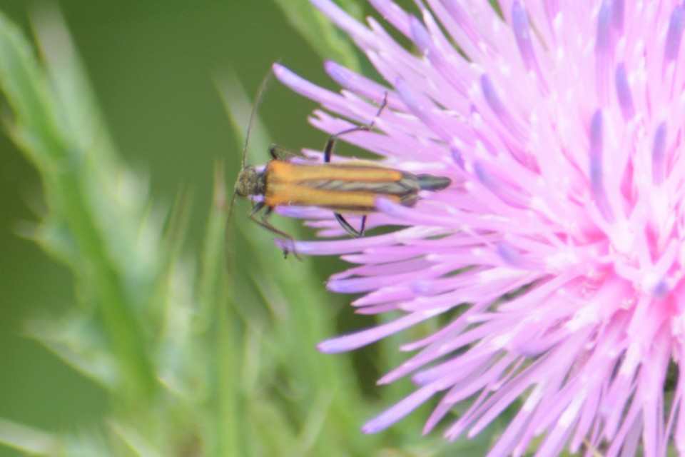 Oedemera femorata - sárgahátú álcincér