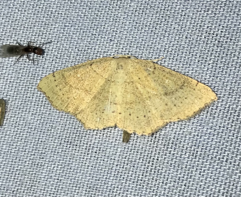 Cyclophora ruficiliaria - vörösrojtú pettyesaraszoló