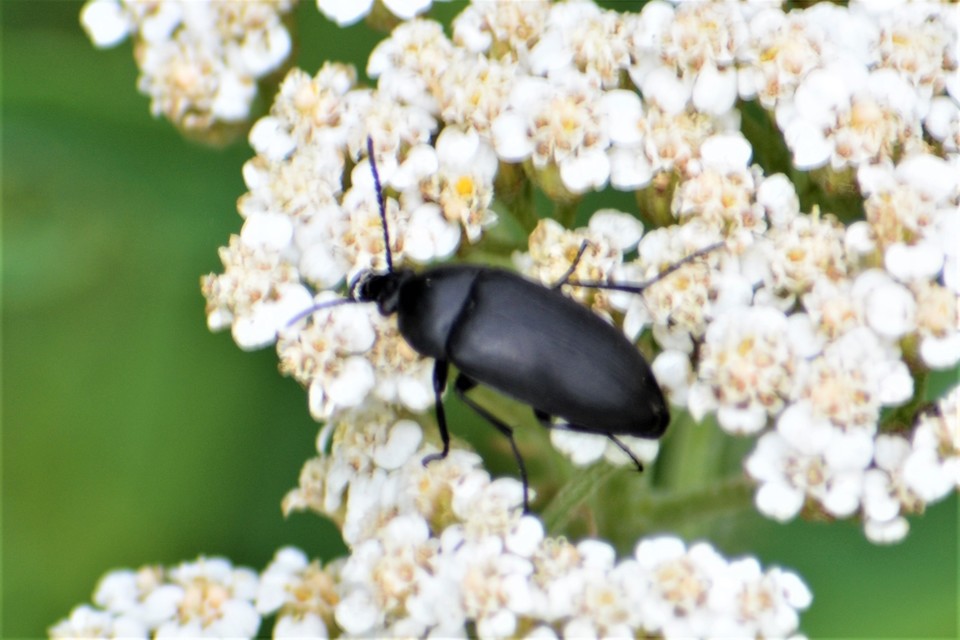 Podonta nigrita - szerecsenbogár