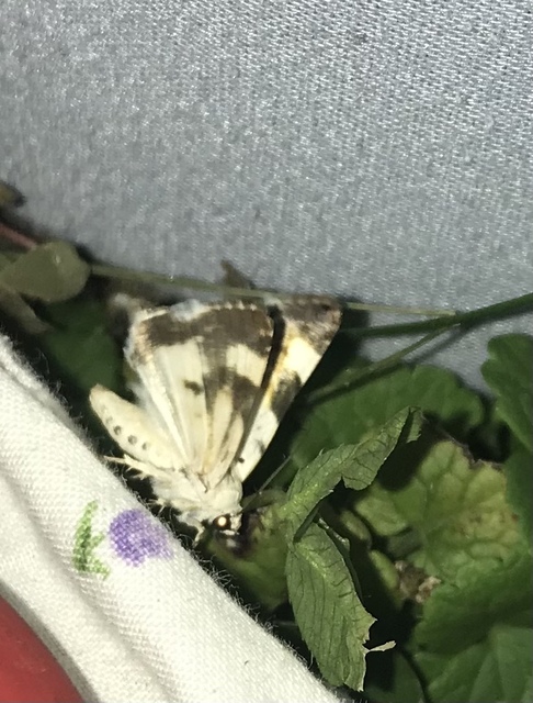 Acontia lucida - fehér nappalibagoly