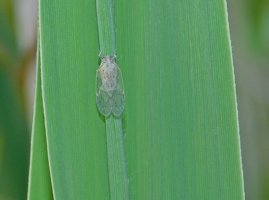 Cixiidae - recéskabócák