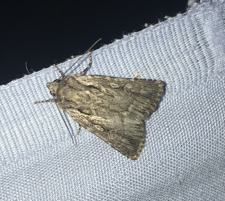 Dichagyris signifera - pompás földibagoly