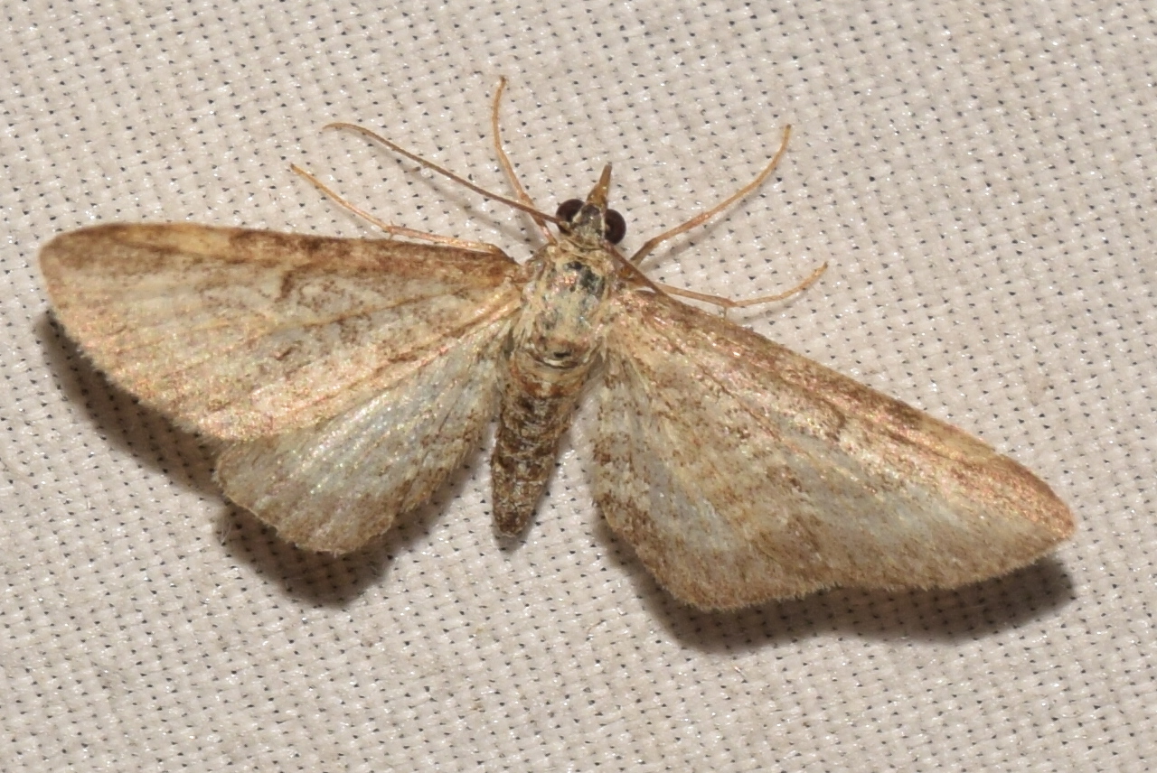 Eupithecia subumbrata - barnagyűrűs törpearaszoló