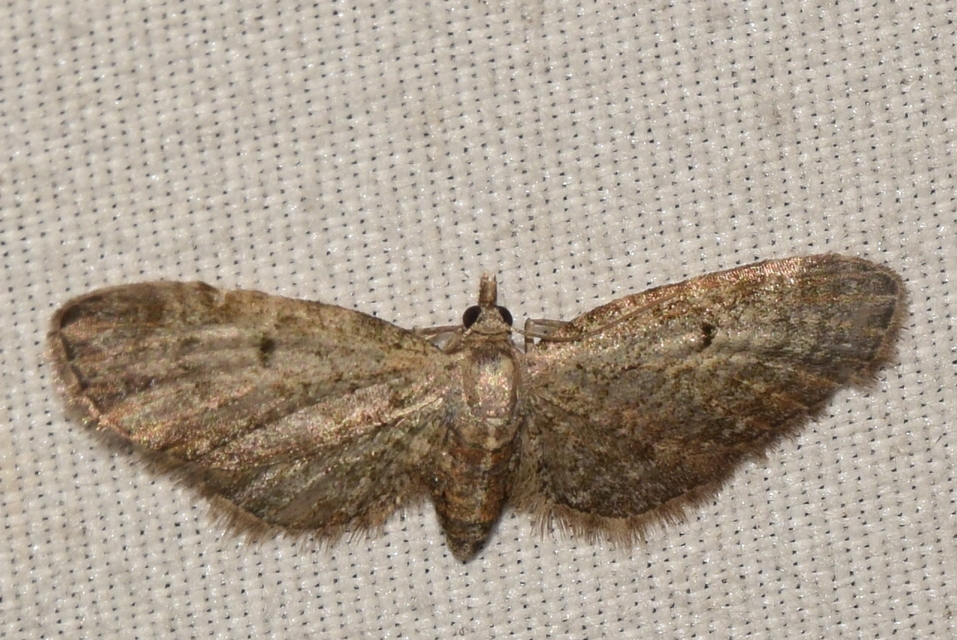 Eupithecia tenuiata - sötétszegélyű törpearaszoló