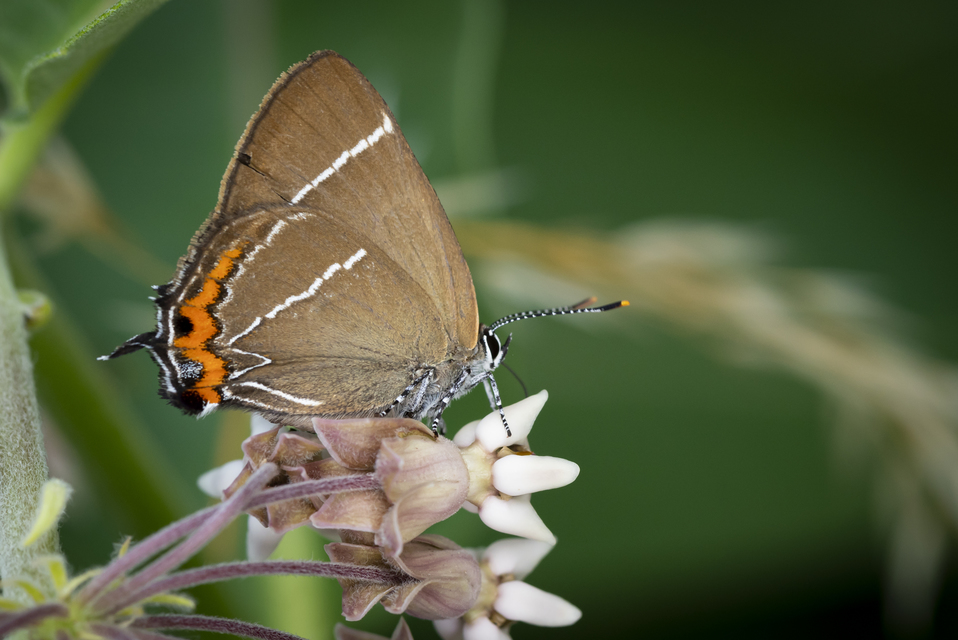 Satyrium w-album - szilfa-csücsköslepke