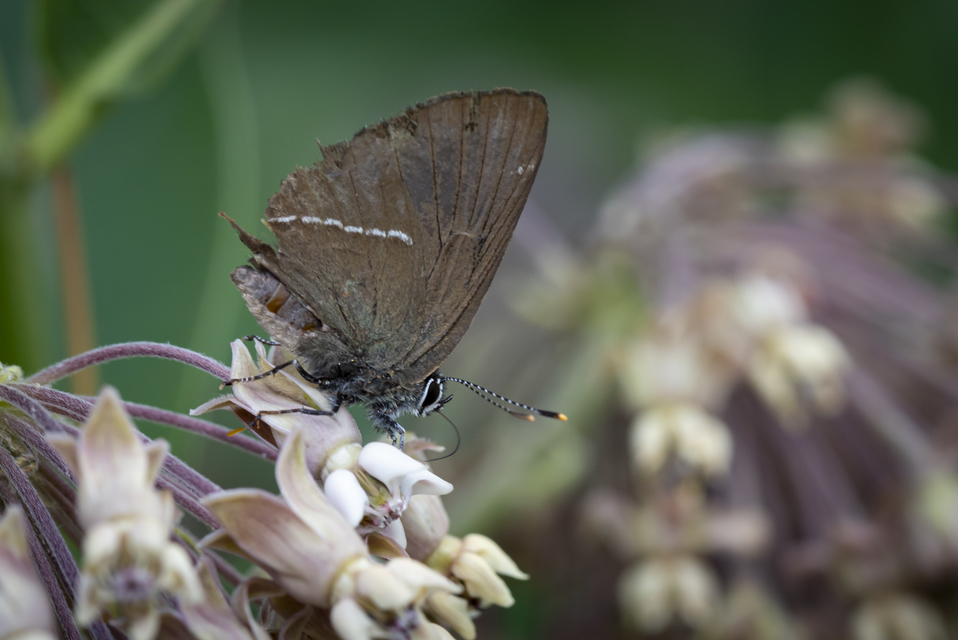Satyrium w-album - szilfa-csücsköslepke