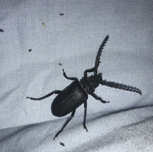 Prionus coriarius - csőszcincér