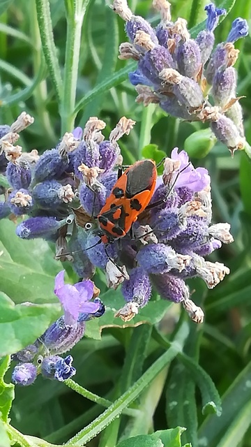 Corizus hyoscyami - piros karimáspoloska