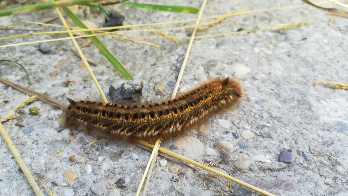 Euthrix potatoria - szomjas pohók