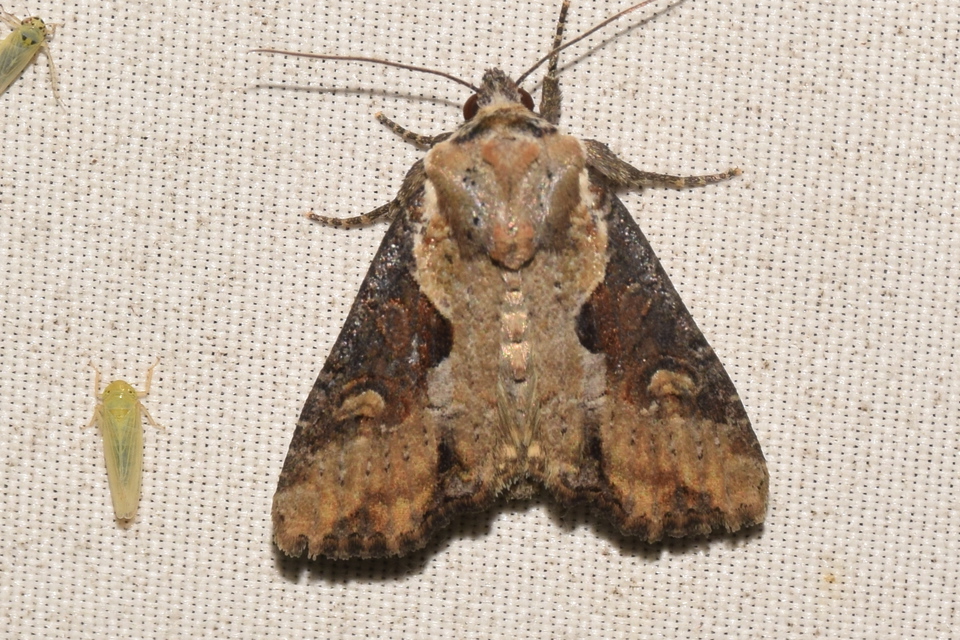 Lateroligia ophiogramma - harmatkása-dudvabagoly