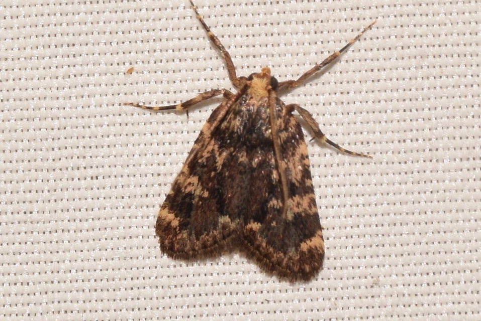 Aglossa signicostalis - hangyailonca
