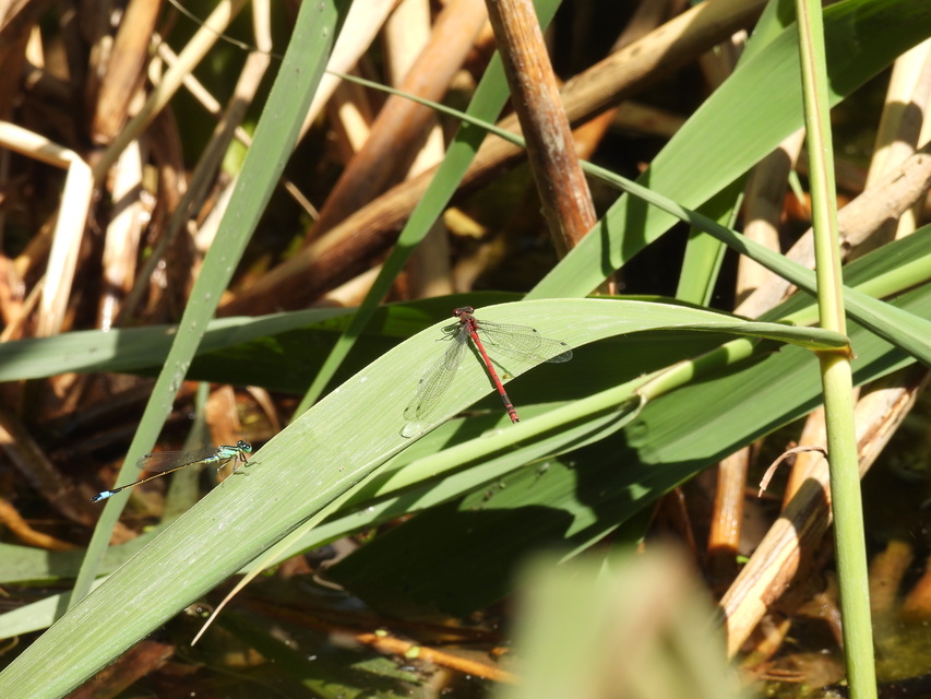 Pyrrhosoma nymphula interposita - vörös légivadász