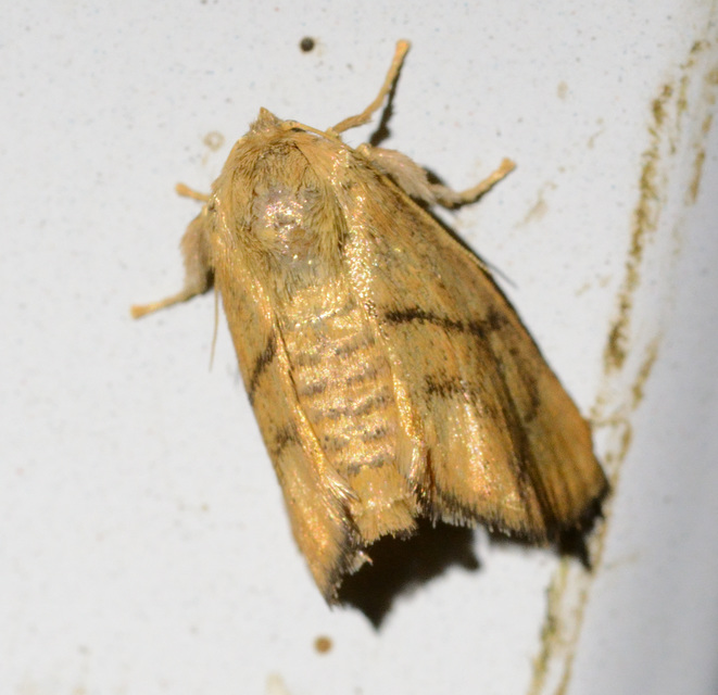 Apoda limacodes - kagylólepke