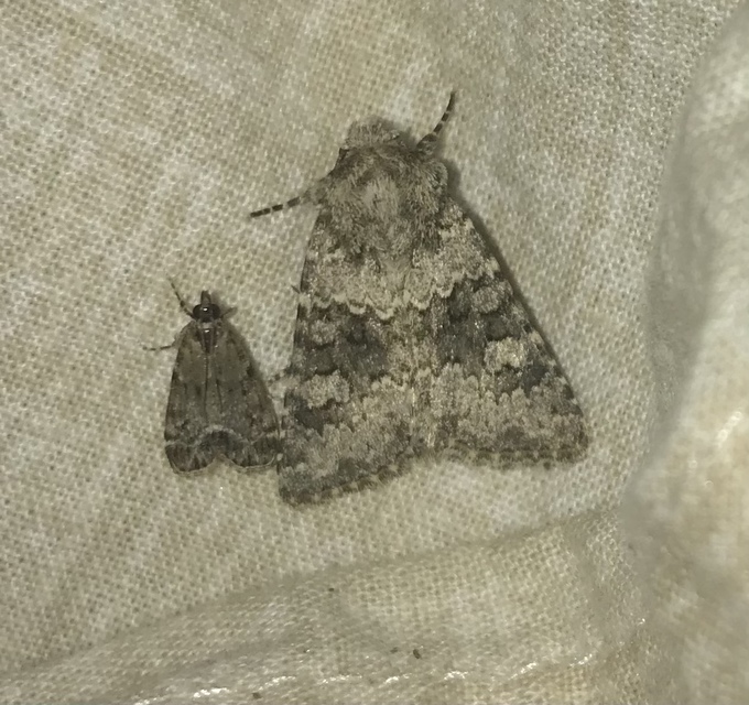 Hecatera dysodea - parajbagoly