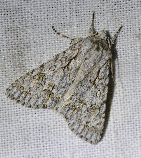 Acronicta aceris - vadgesztenye-szigonyosbagoly