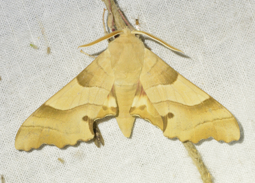 Marumba quercus - tölgyfaszender