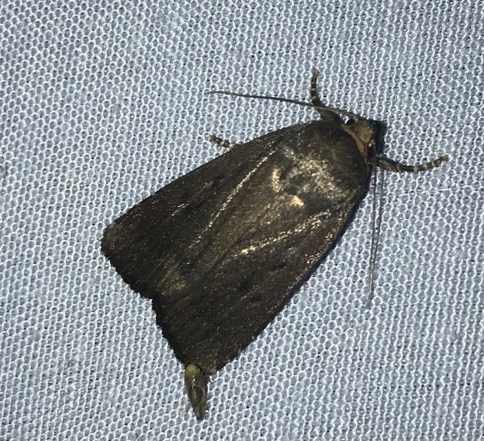 Amphipyra tragopoginis - bakszakállbagoly