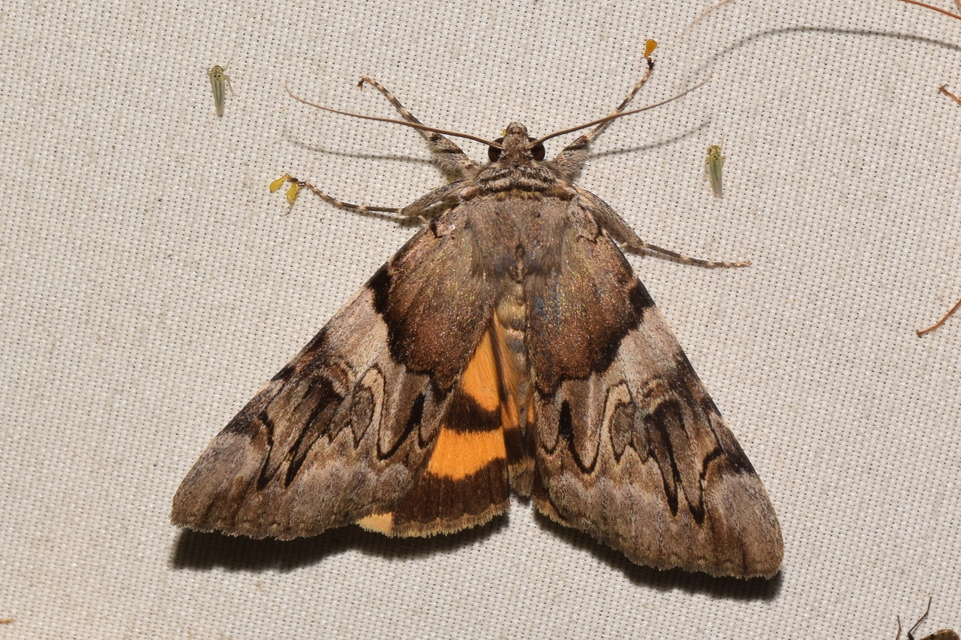 Catocala fulminea - galagonya-övesbagoly