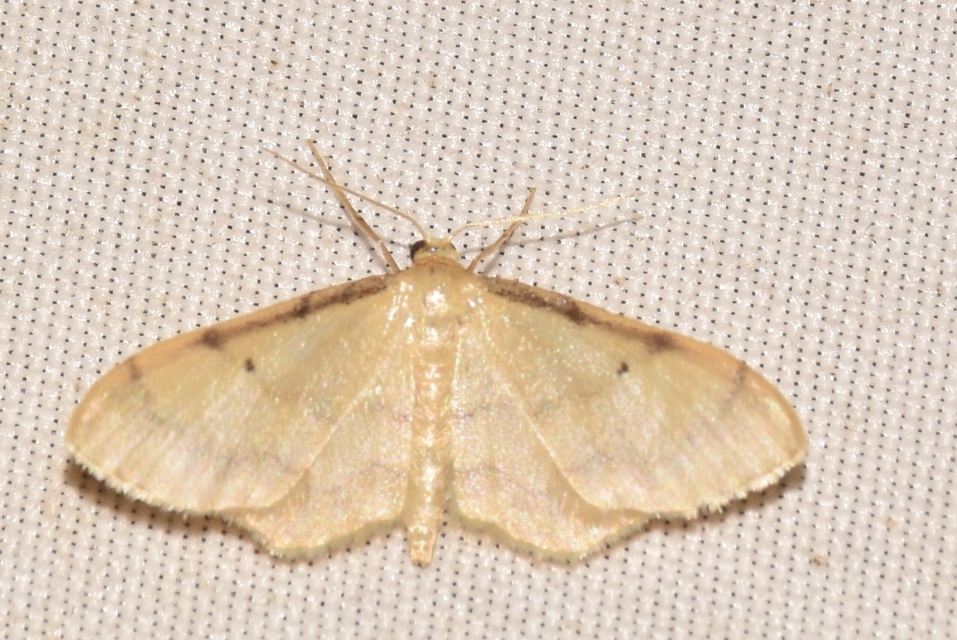 Idaea politaria - vonalas apróaraszoló