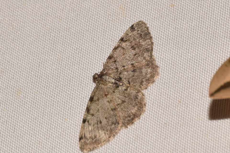 Aethalura punctulata - szürke égeraraszoló