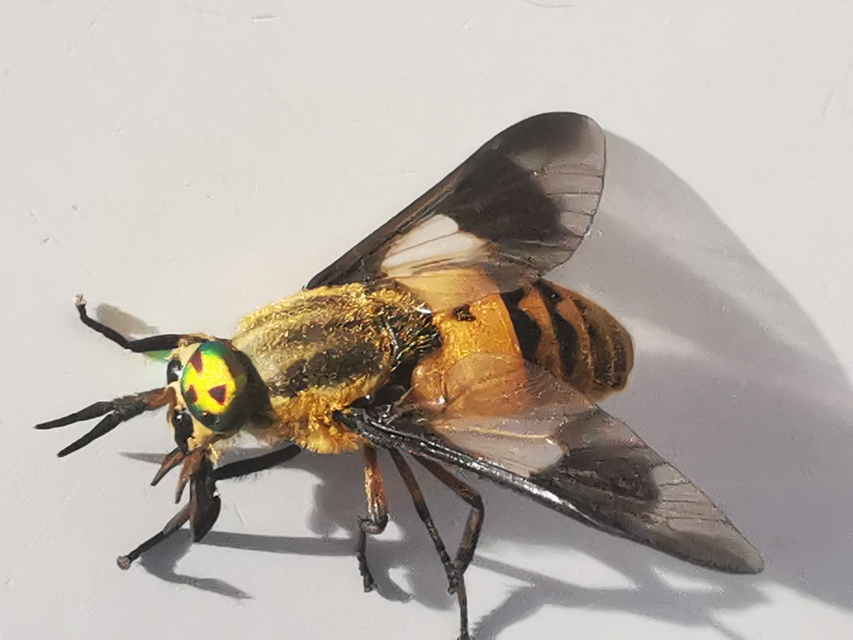 Chrysops viduatus - egyfoltos pőcsik