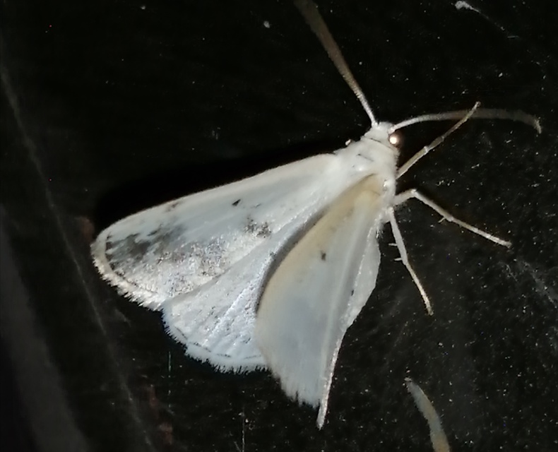 Lomographa temerata - foltos fehéraraszoló