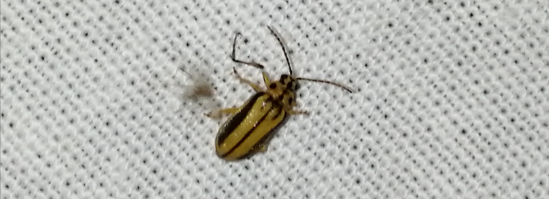 Xanthogalerucella luteola - szilfa-olajosbogár